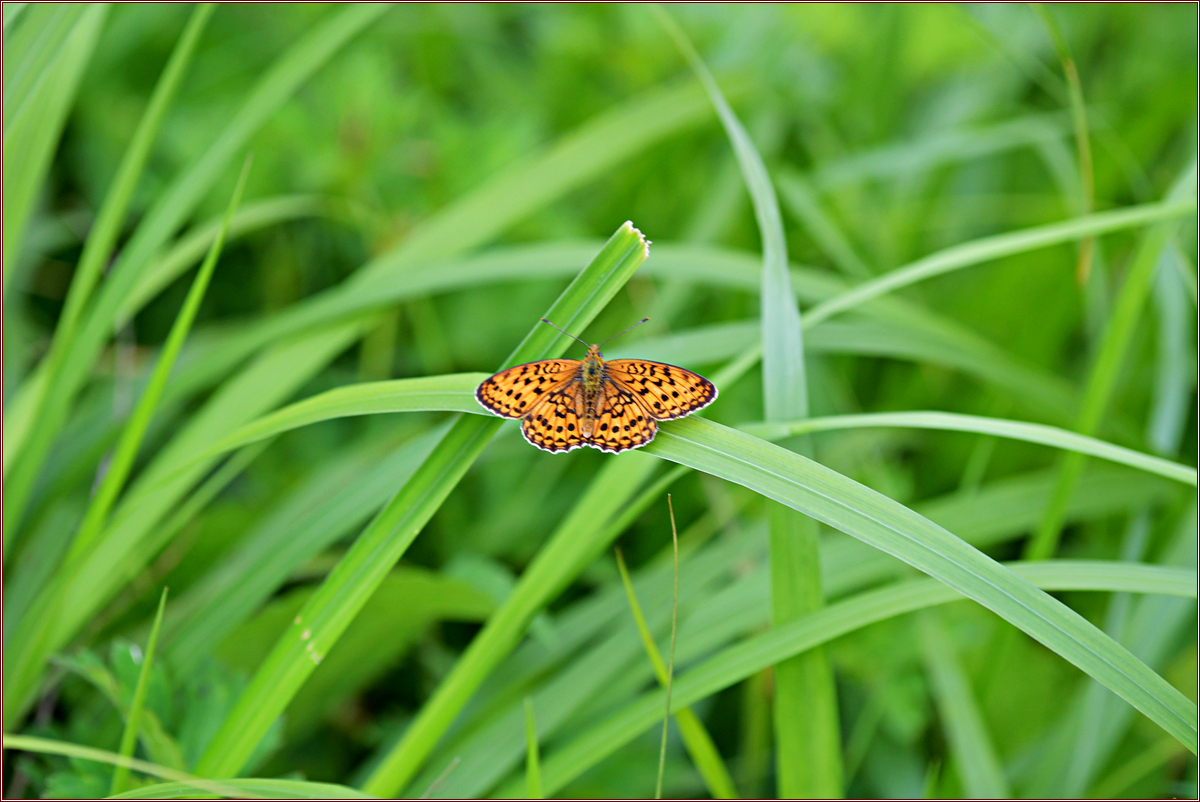 DSC_3370작은표범나비.jpg