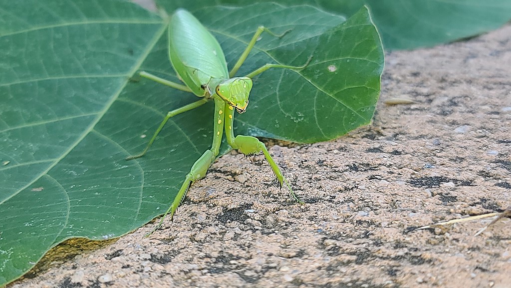 넓적배사마귀20210921_162052.jpg