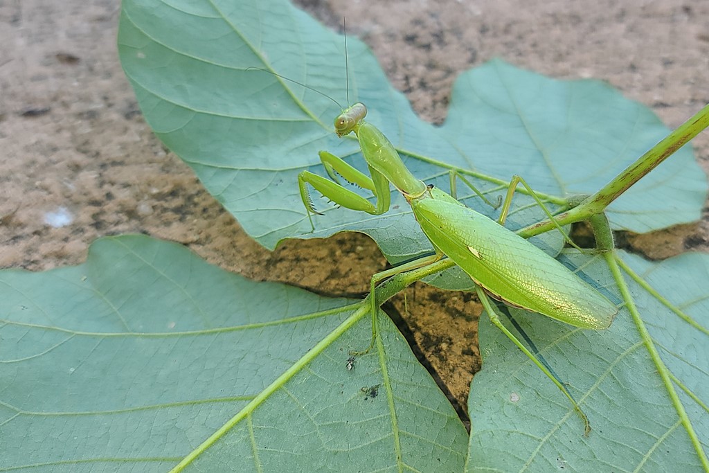 넓적배사마귀20210921_162112.jpg