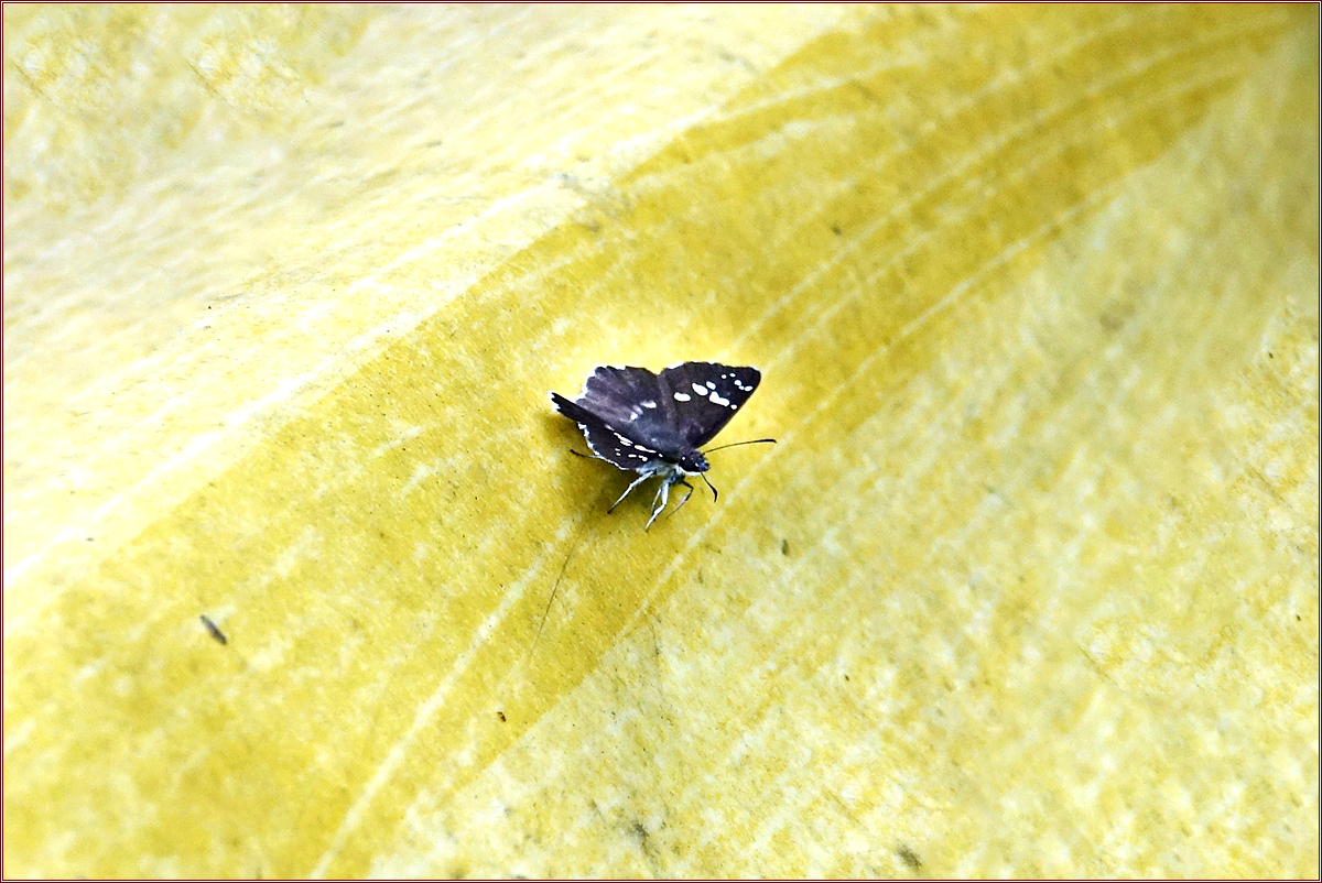 DSC02987왕자팔랑나비.jpg