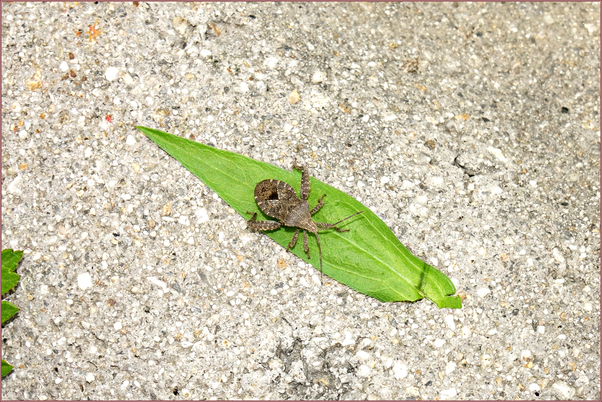 DSC05326꽈리허리노린재.jpg