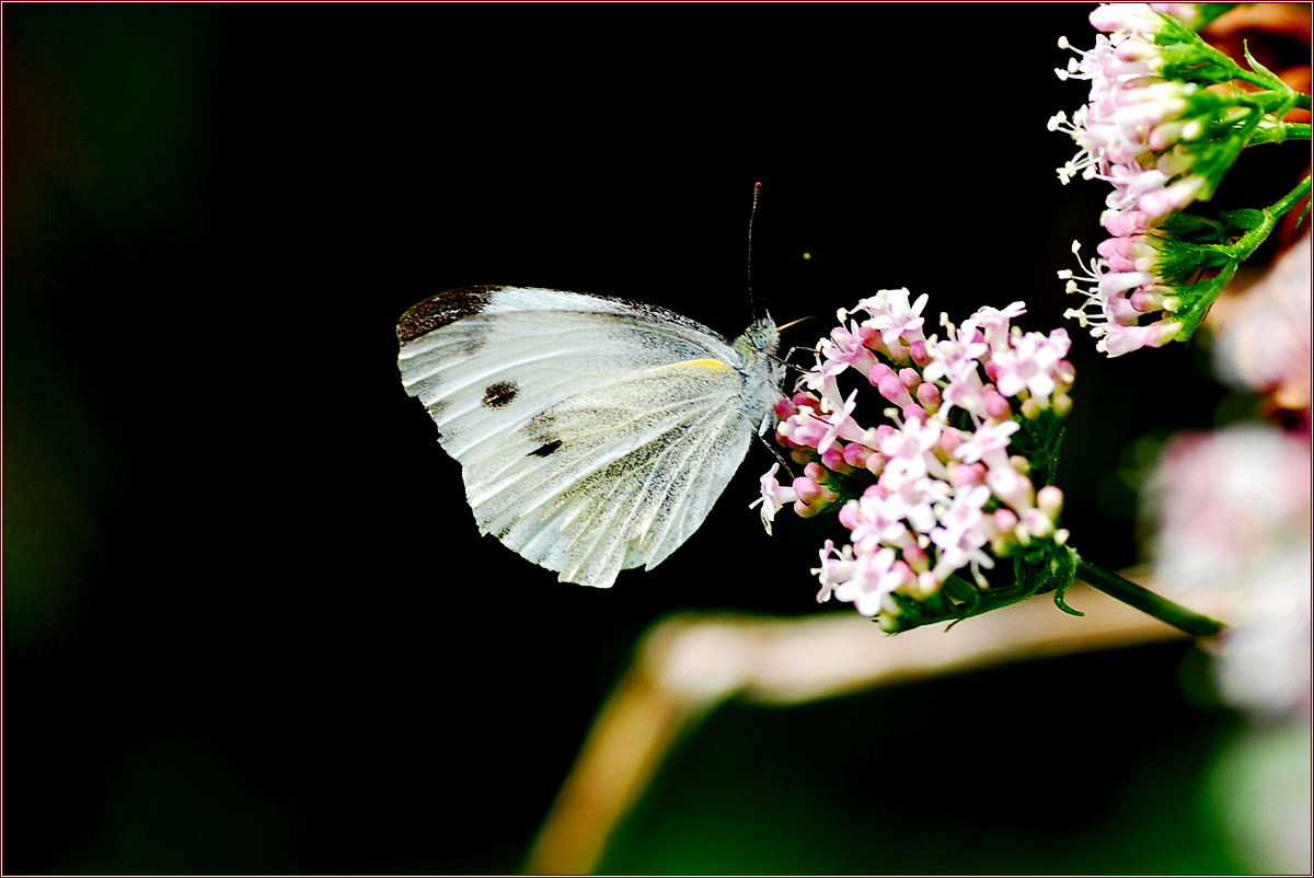 DSC_0934배추흰나비.jpg