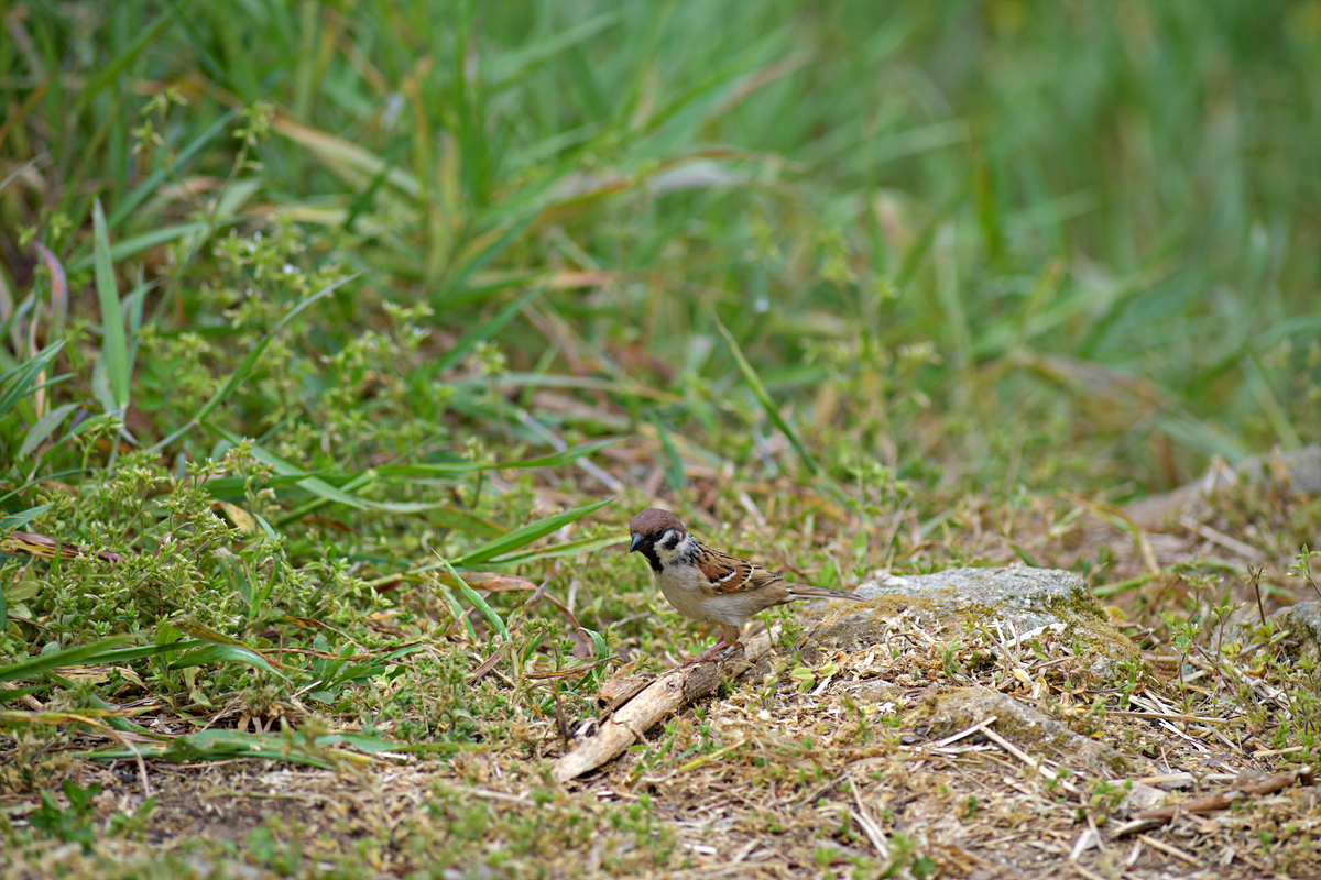 DSC_9335참새.jpg