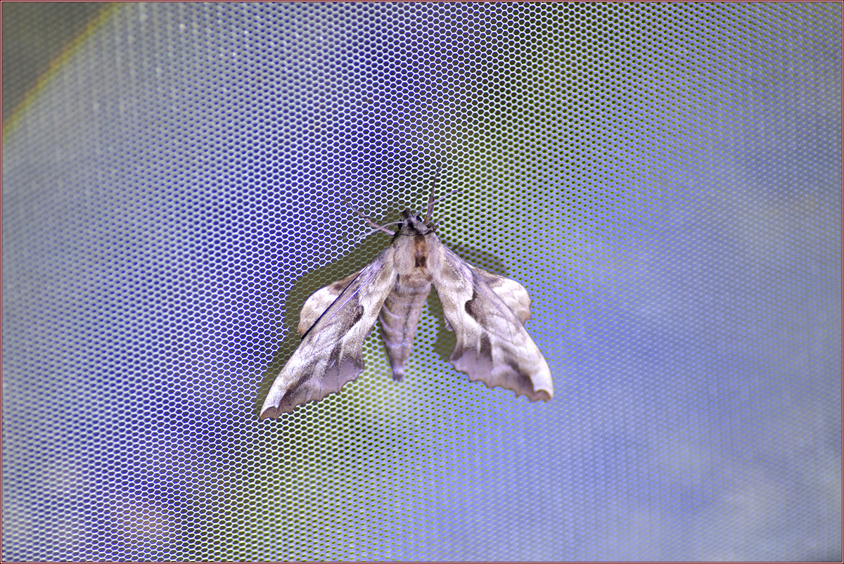DSC_4098.jpg