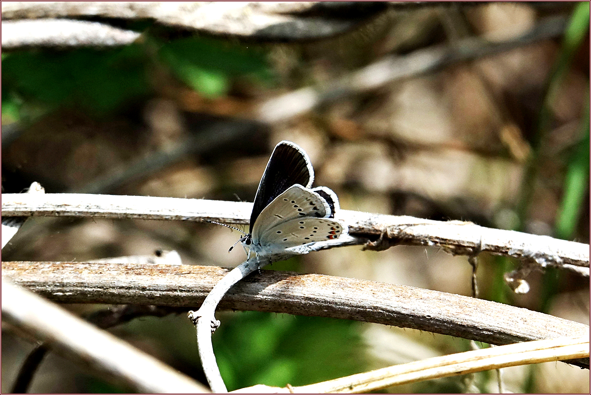DSC00546암먹부전나비.jpg