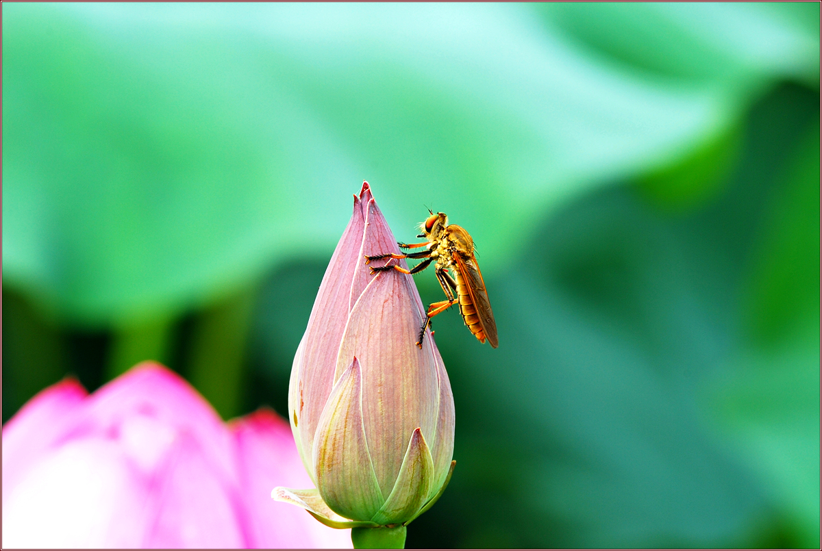 DSC_5502왕파리매.jpg