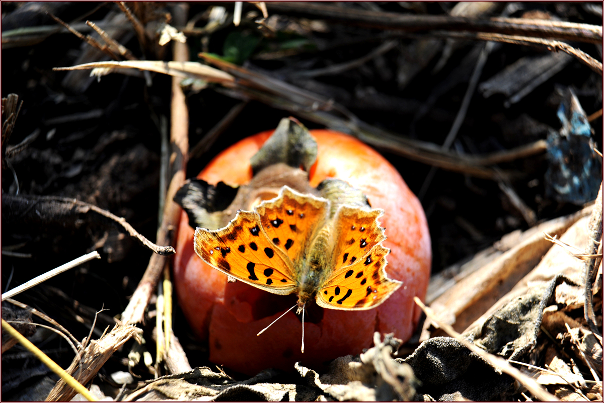 DSC_3753.jpg