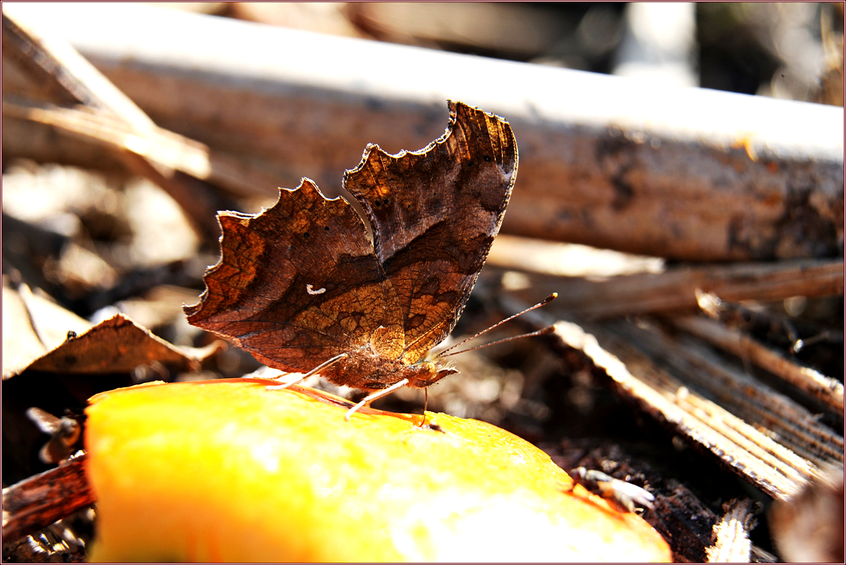 DSC_3748.jpg