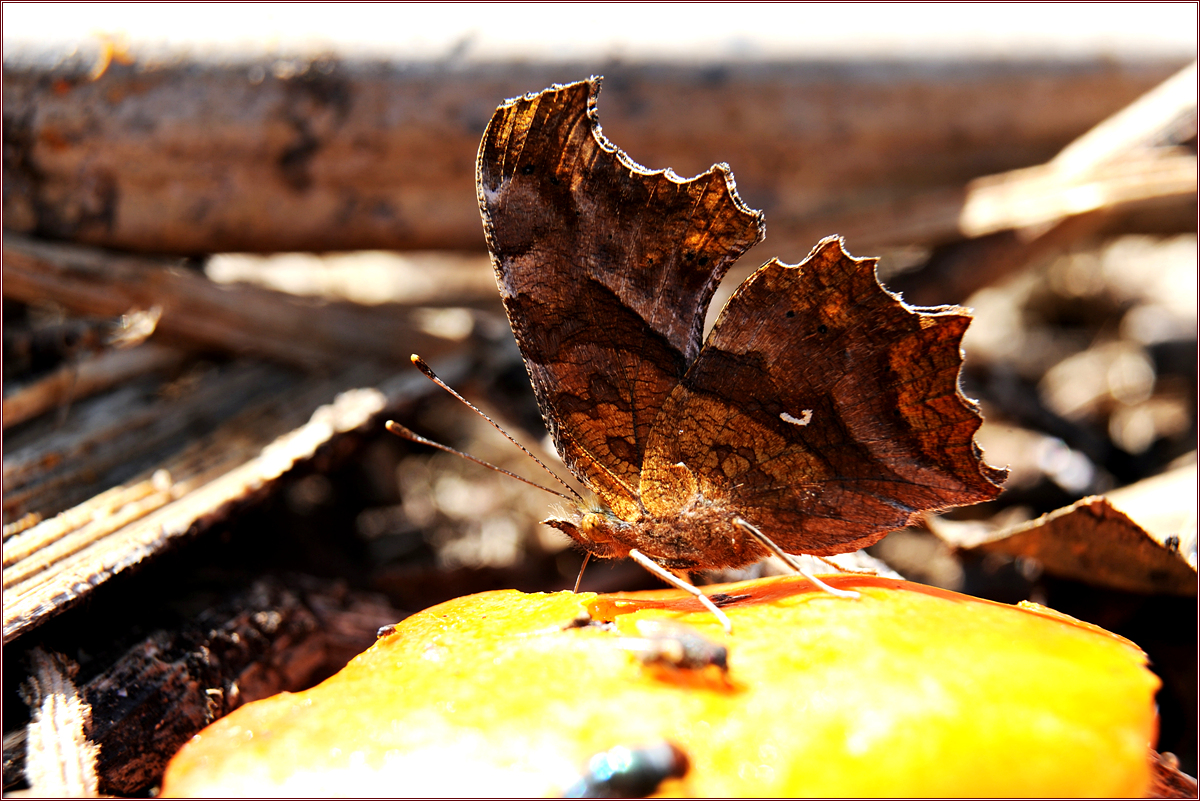 DSC_3751.jpg