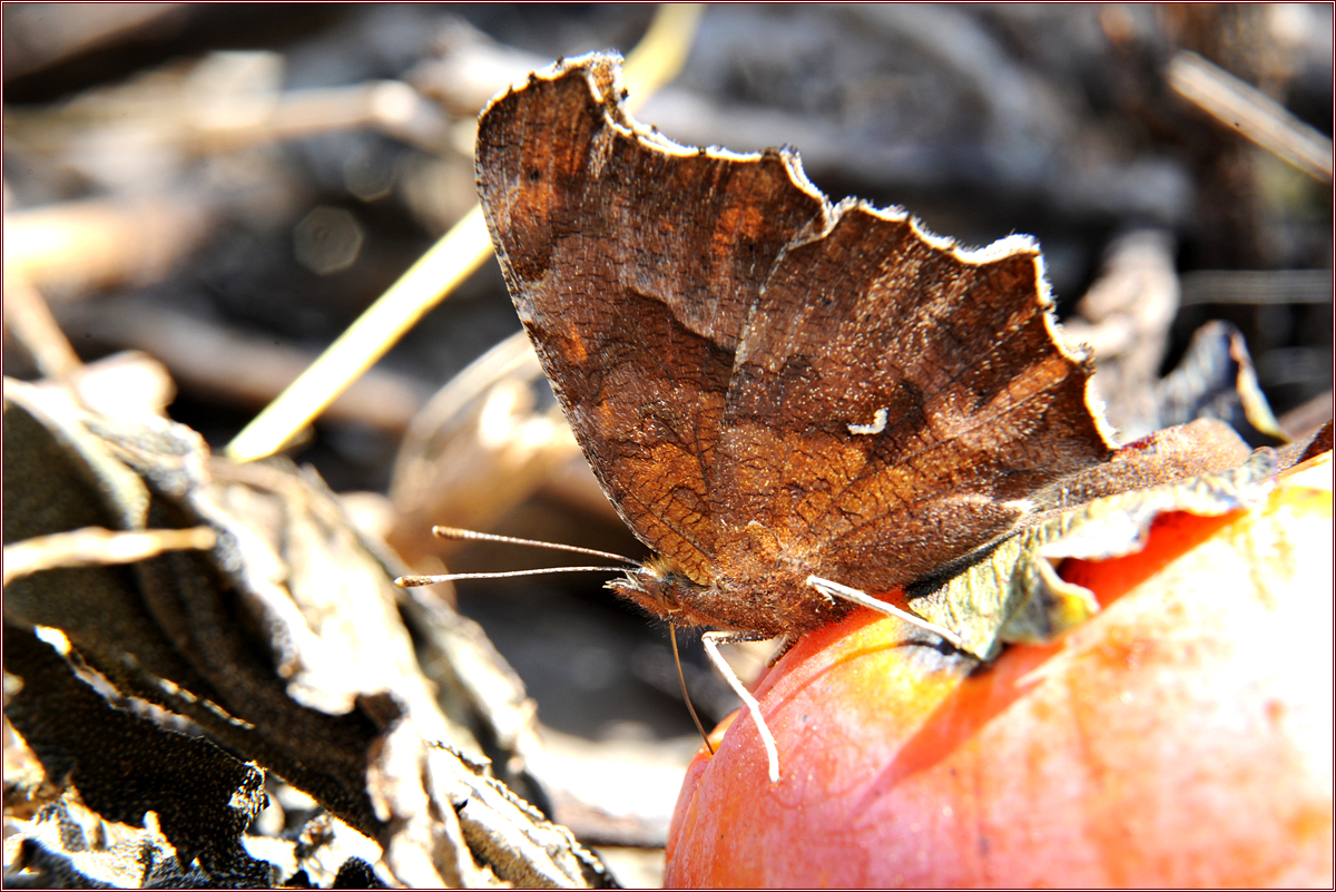 DSC_3760.jpg