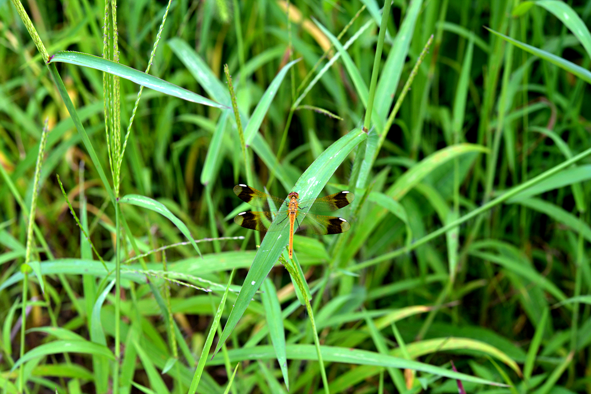 DSC_9755.jpg