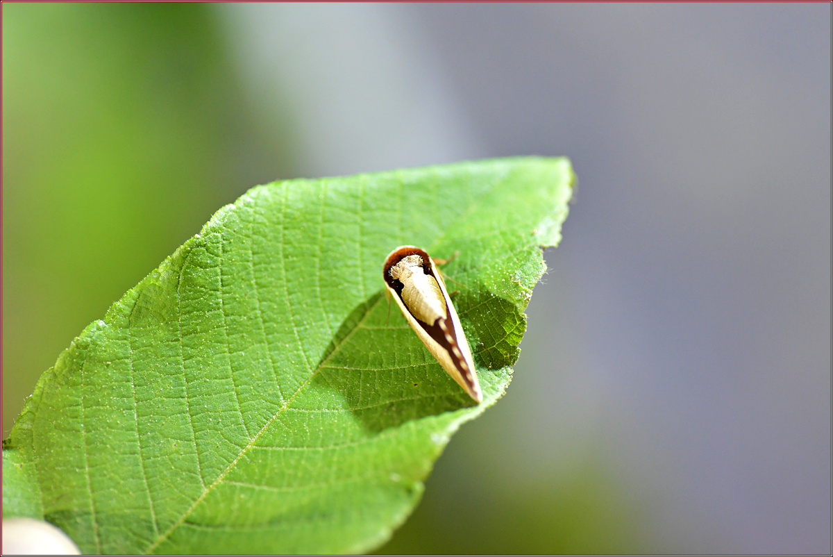 DSC_4164.jpg