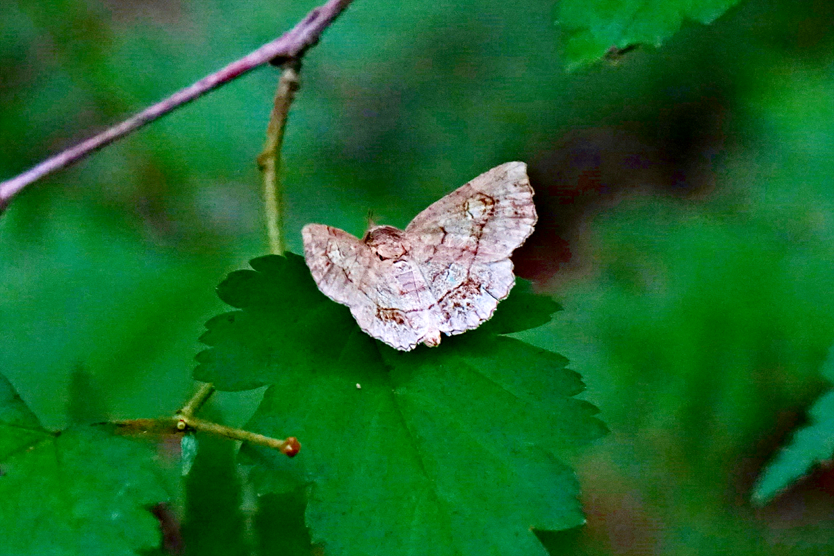 DSC07297흰줄짤름나방.jpg