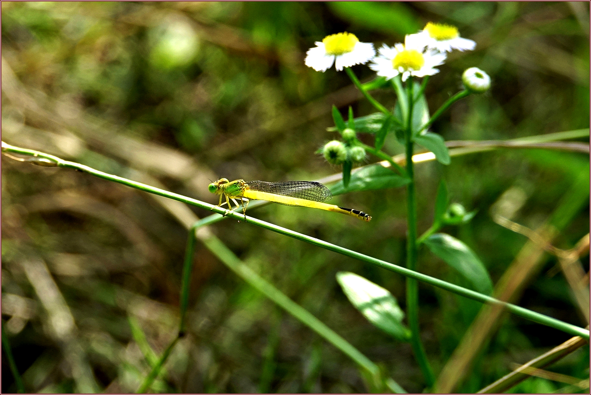 KHS08061노란실잠자리.jpg