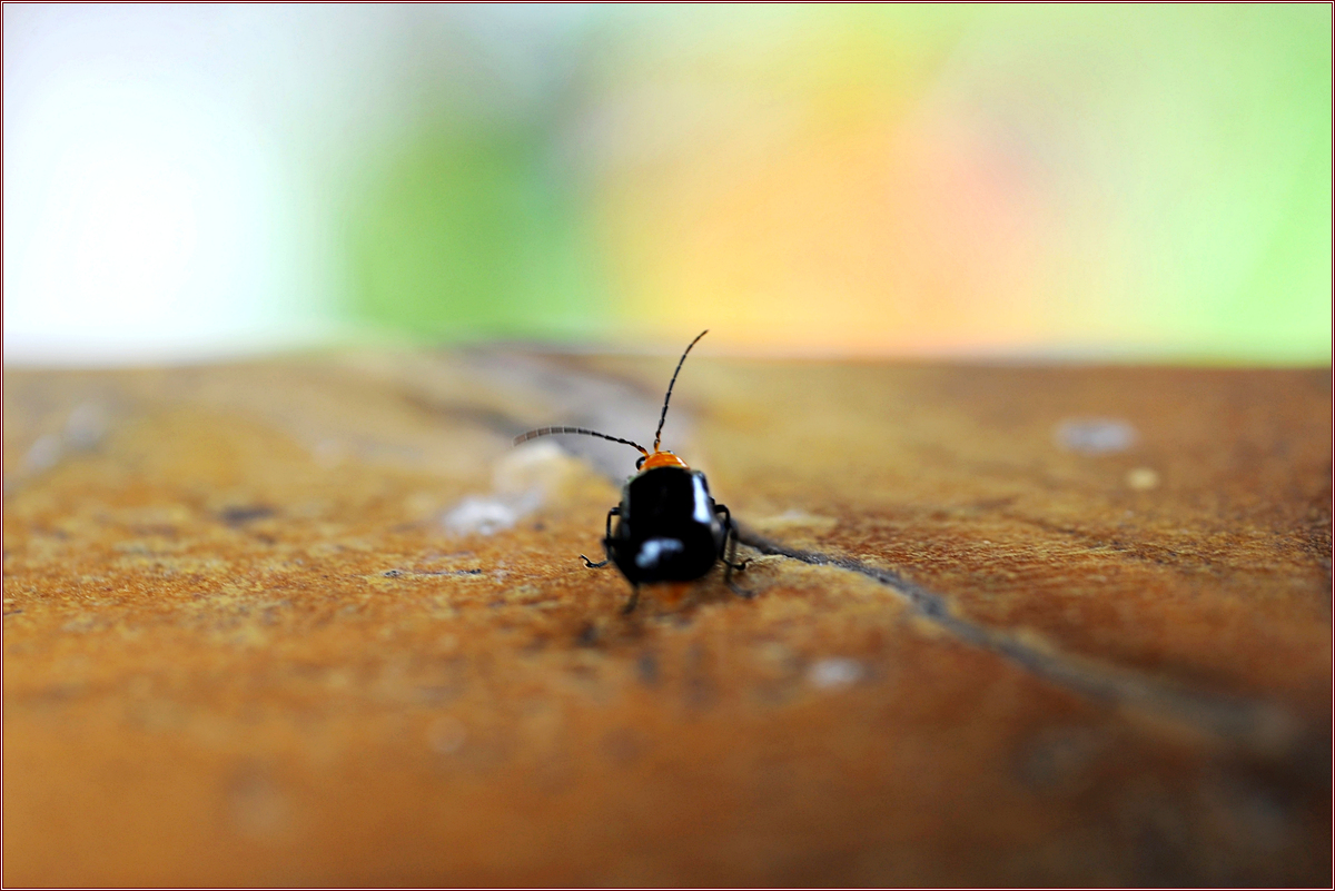 DSC_8995검정오이잎벌레.jpg