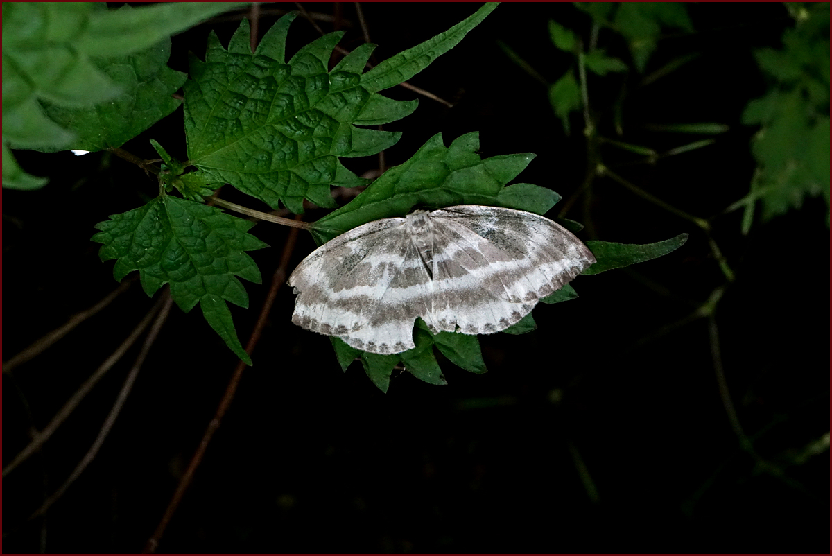 DSC05184왕갈고리나방.jpg