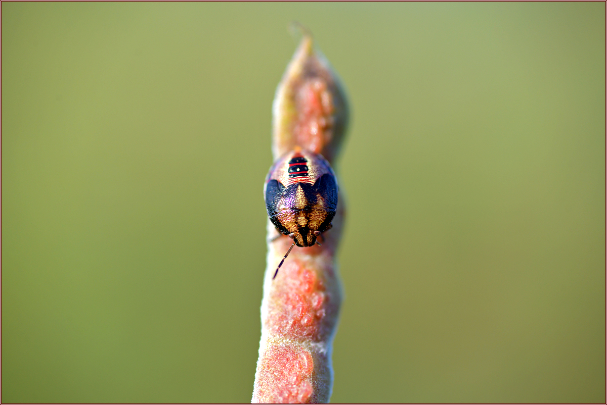 DSC_7172.jpg