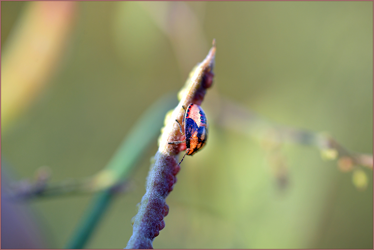 DSC_7175.jpg