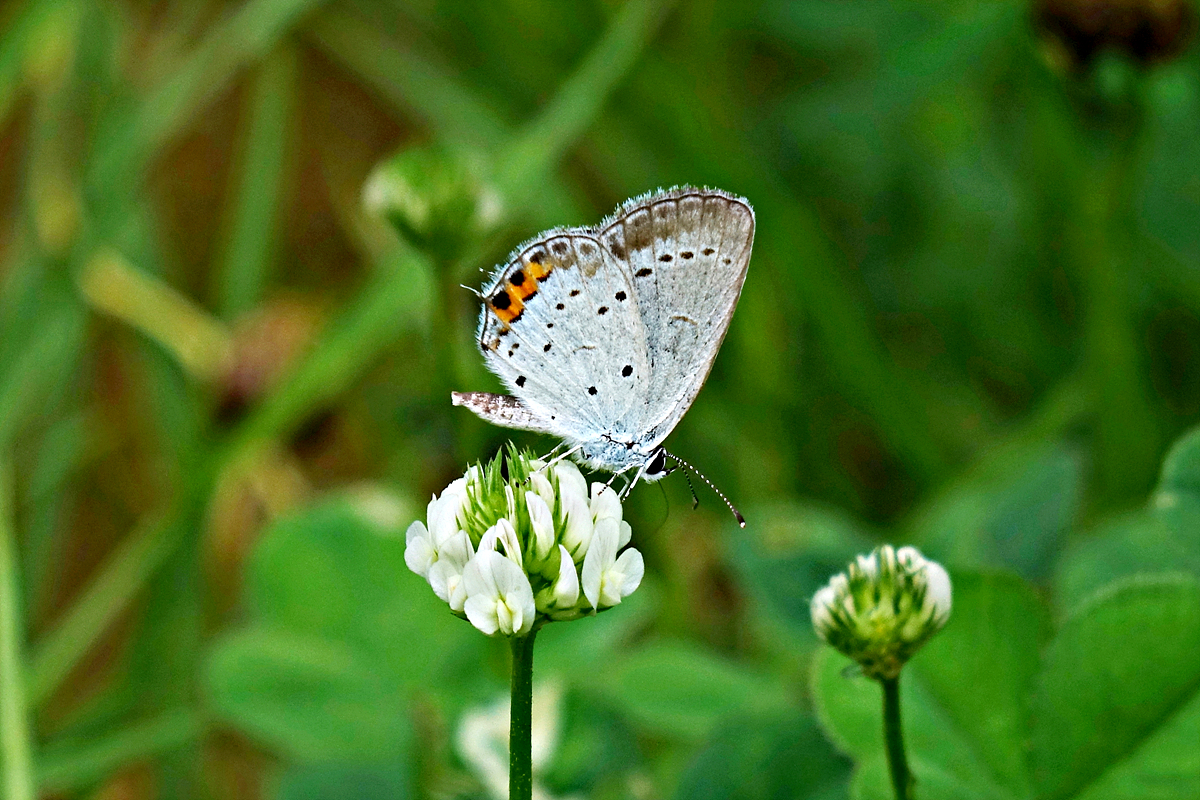 DSC05797암먹부전나비.jpg