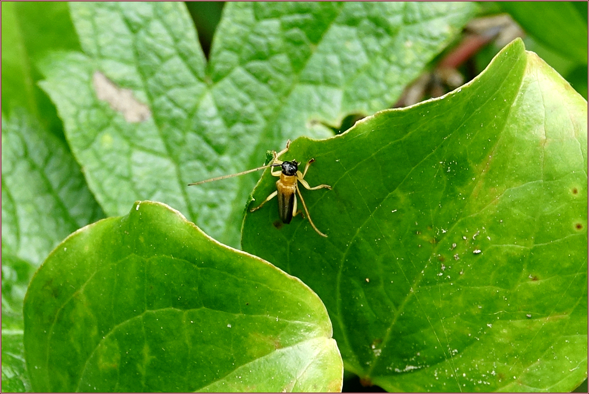 KHS06905_2선두리하늘소.jpg