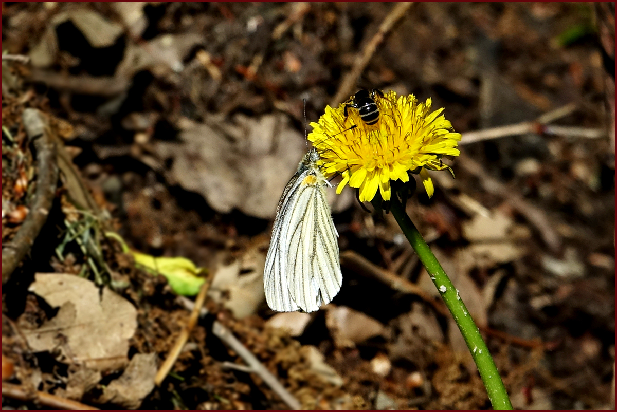 DSC00580큰줄흰나비.jpg