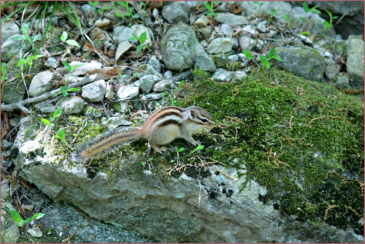DSC_0730다람쥐.jpg