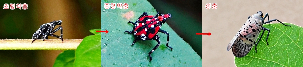 KHS05923꽃매미변천과정.JPG