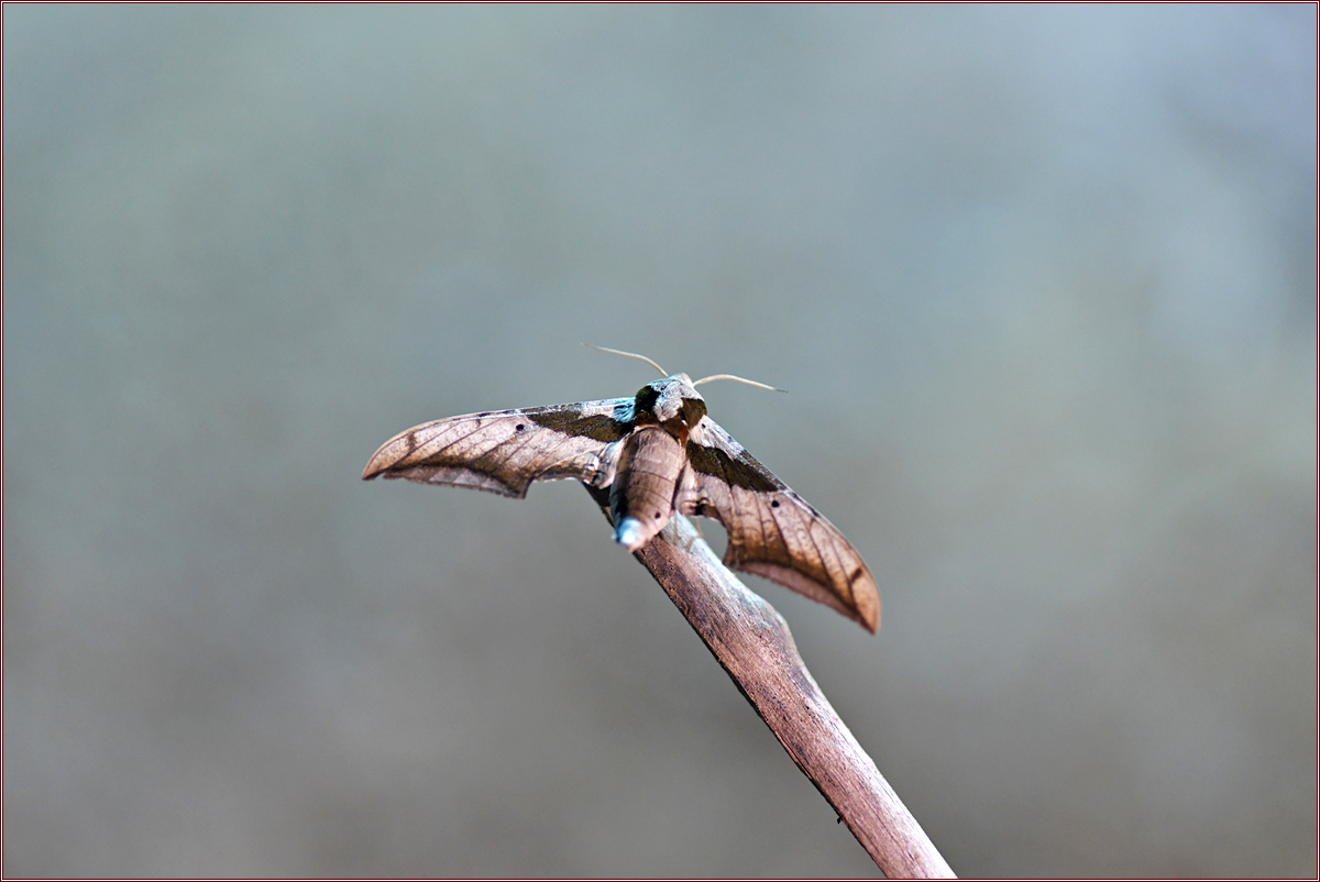 DSC_4174.jpg