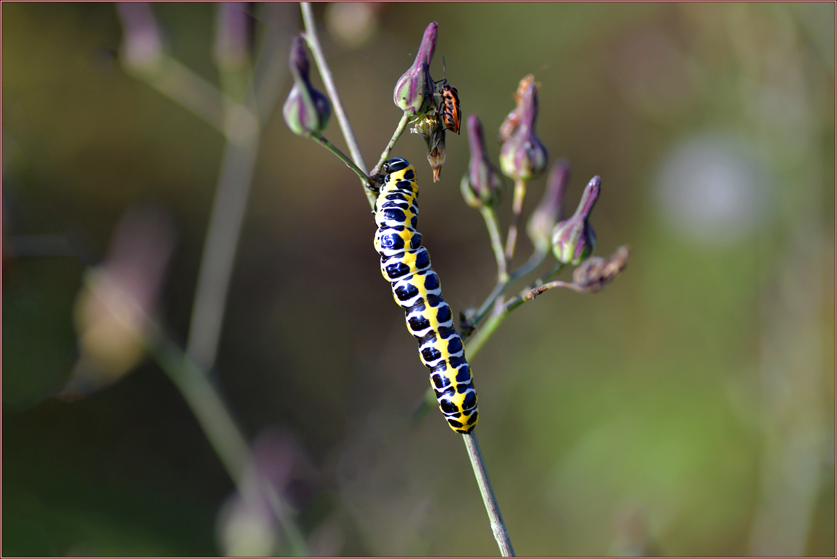 DSC_7325.jpg