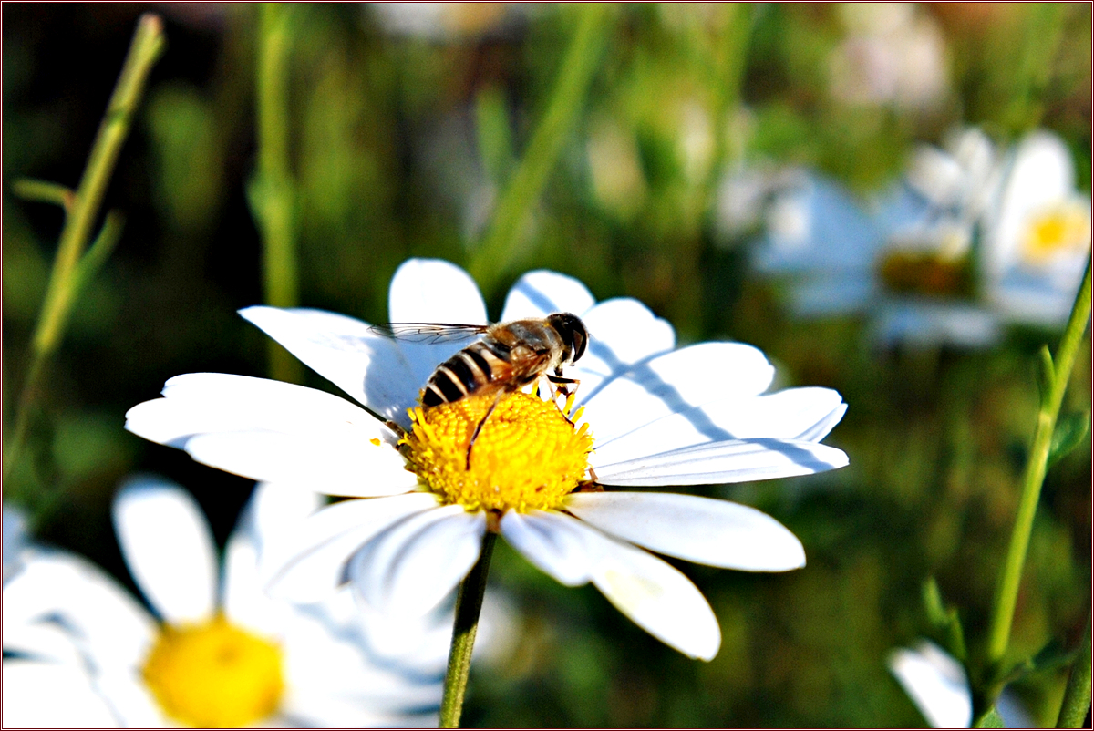 DSC_2750배짧은꽃등에_산호수마을.jpg