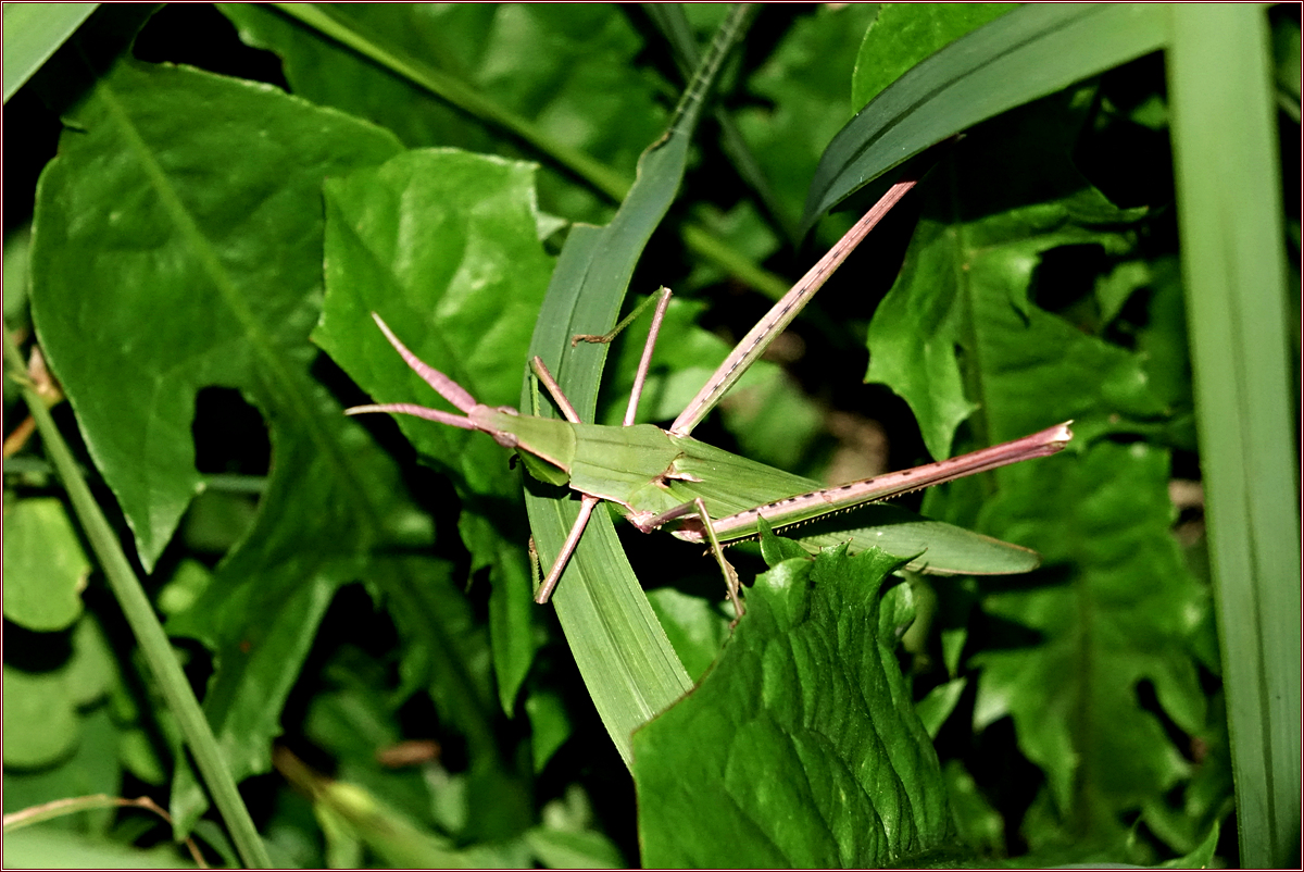 DSC00335방아깨비.jpg