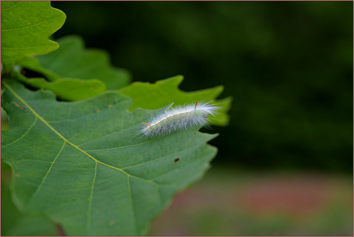 DSC_0971.jpg