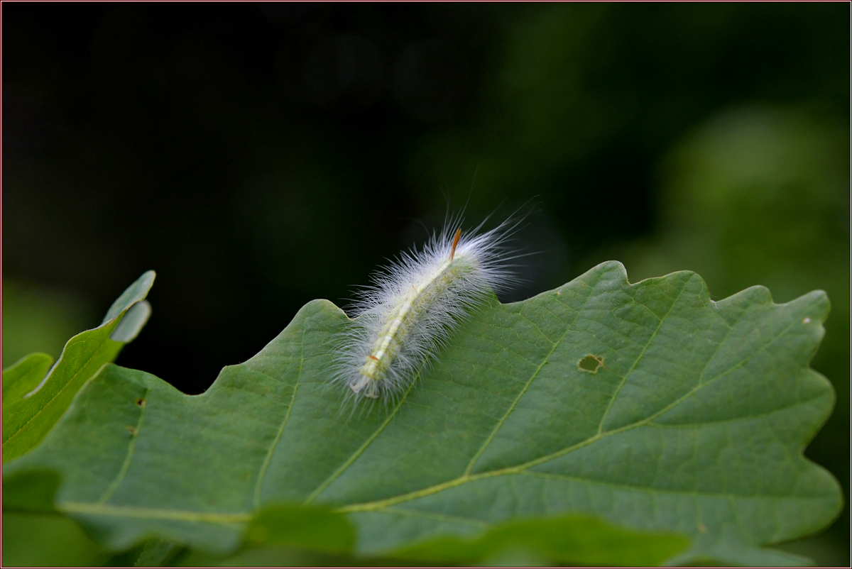 DSC_0970.jpg