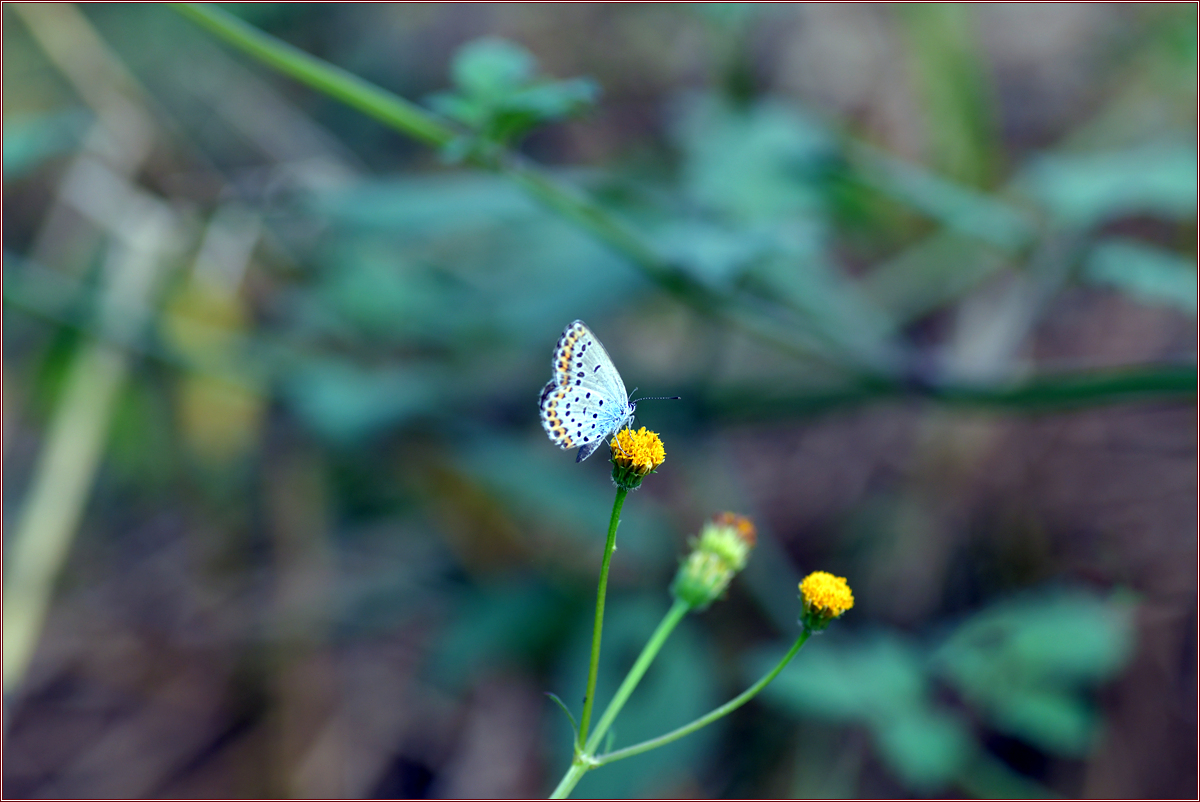 DSC_7246.jpg