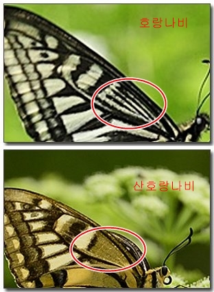 호랑나비vs산호랑나비.jpg