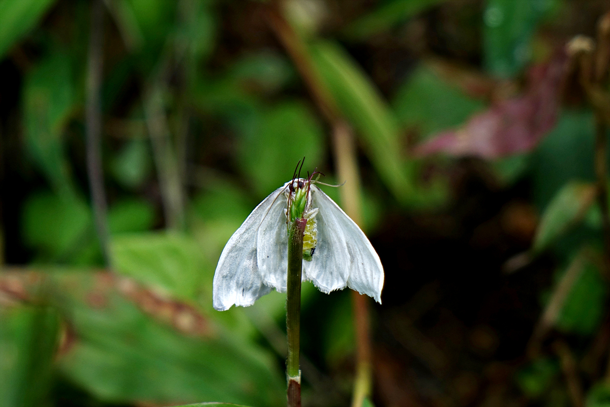 DSC08514작은민갈고리나방.jpg