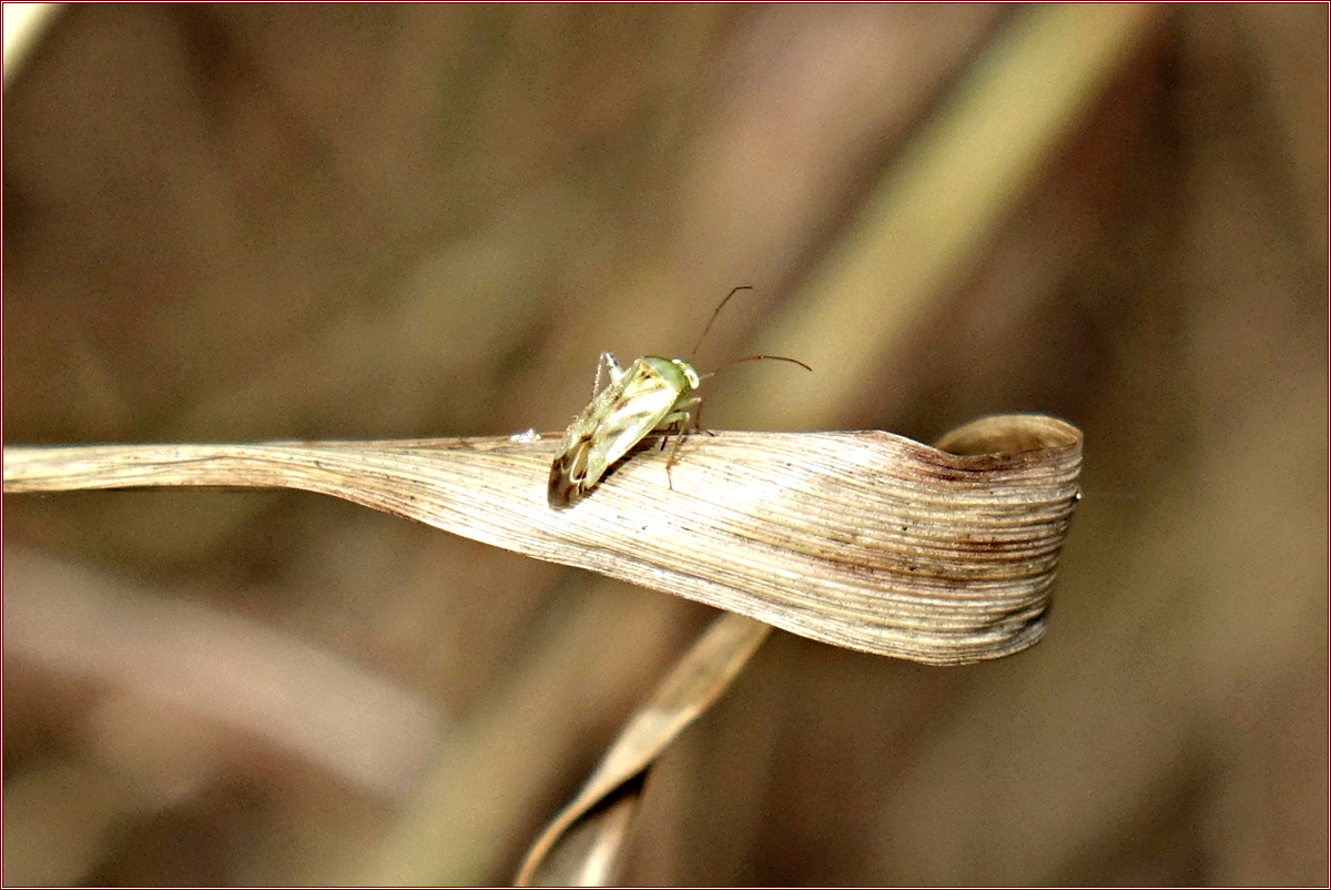 DSC00385.jpg