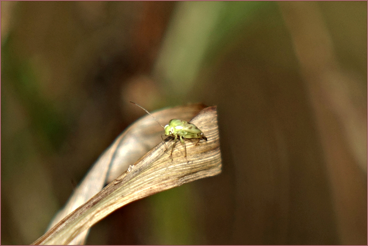 DSC00382밝은색장님노린재.jpg