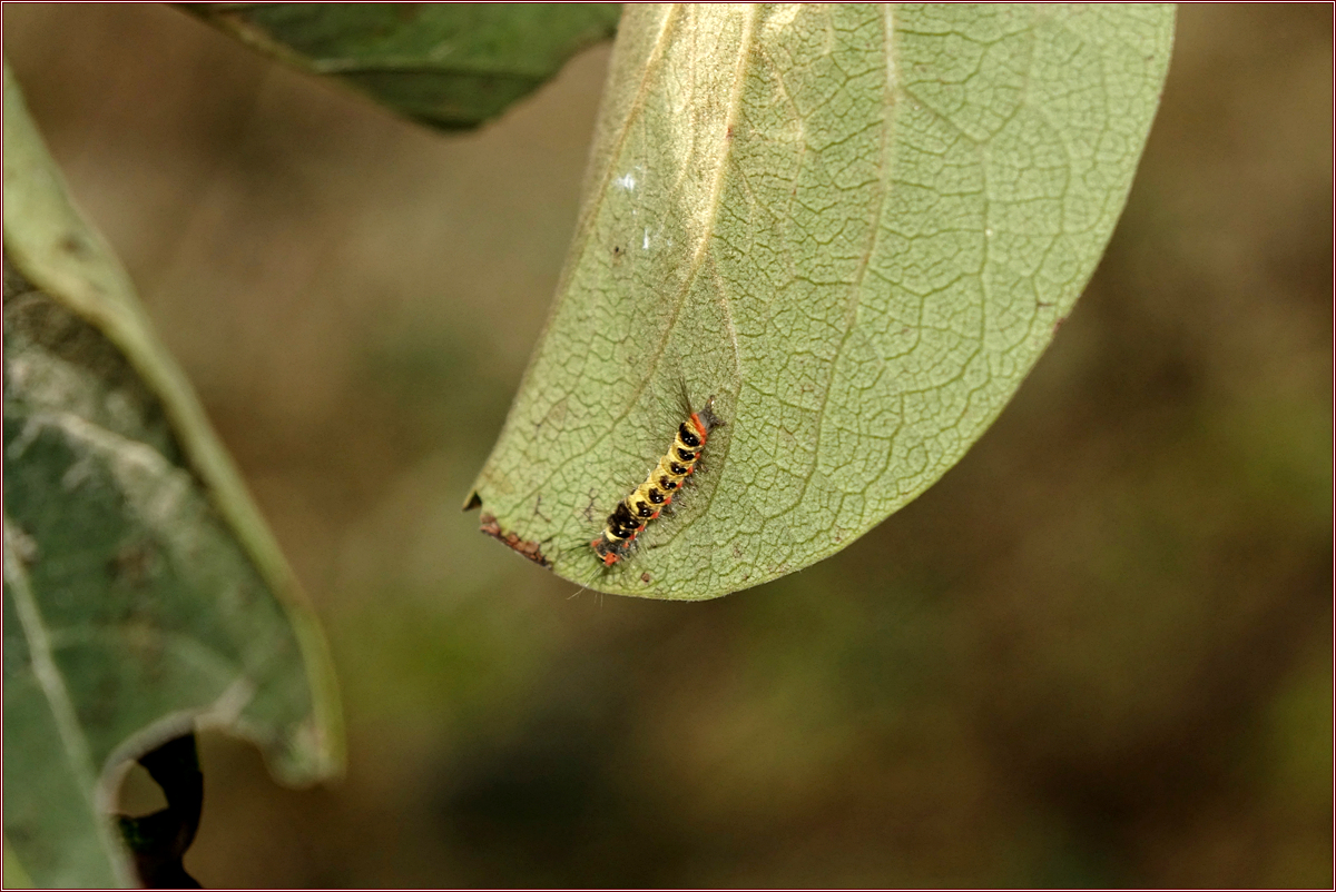 DSC00390무늬독나방 애벌레.jpg