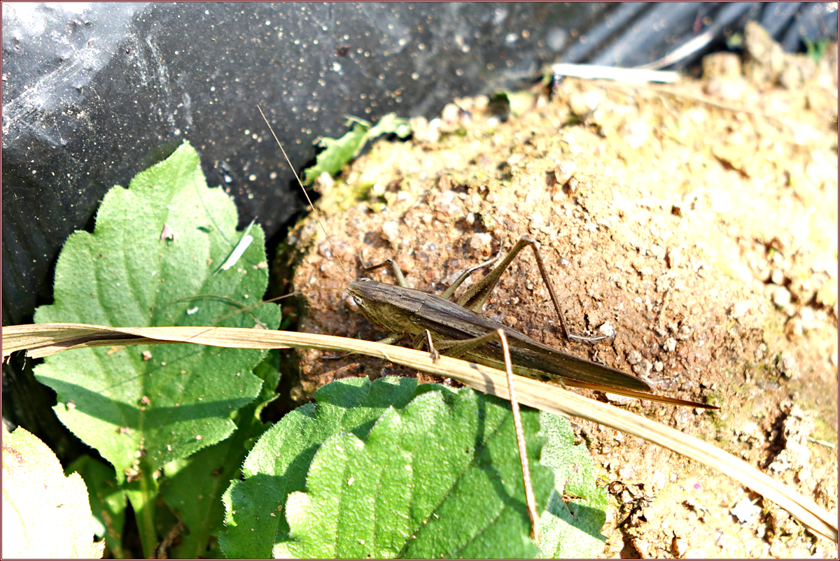 DSC00029매부리.jpg