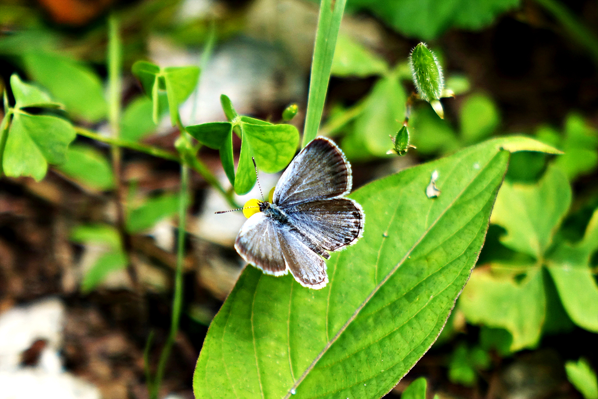 DSC07412남방부전나비.jpg