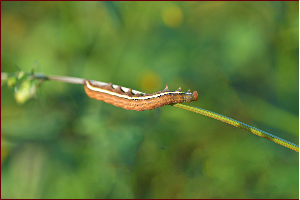 DSC_7148.jpg