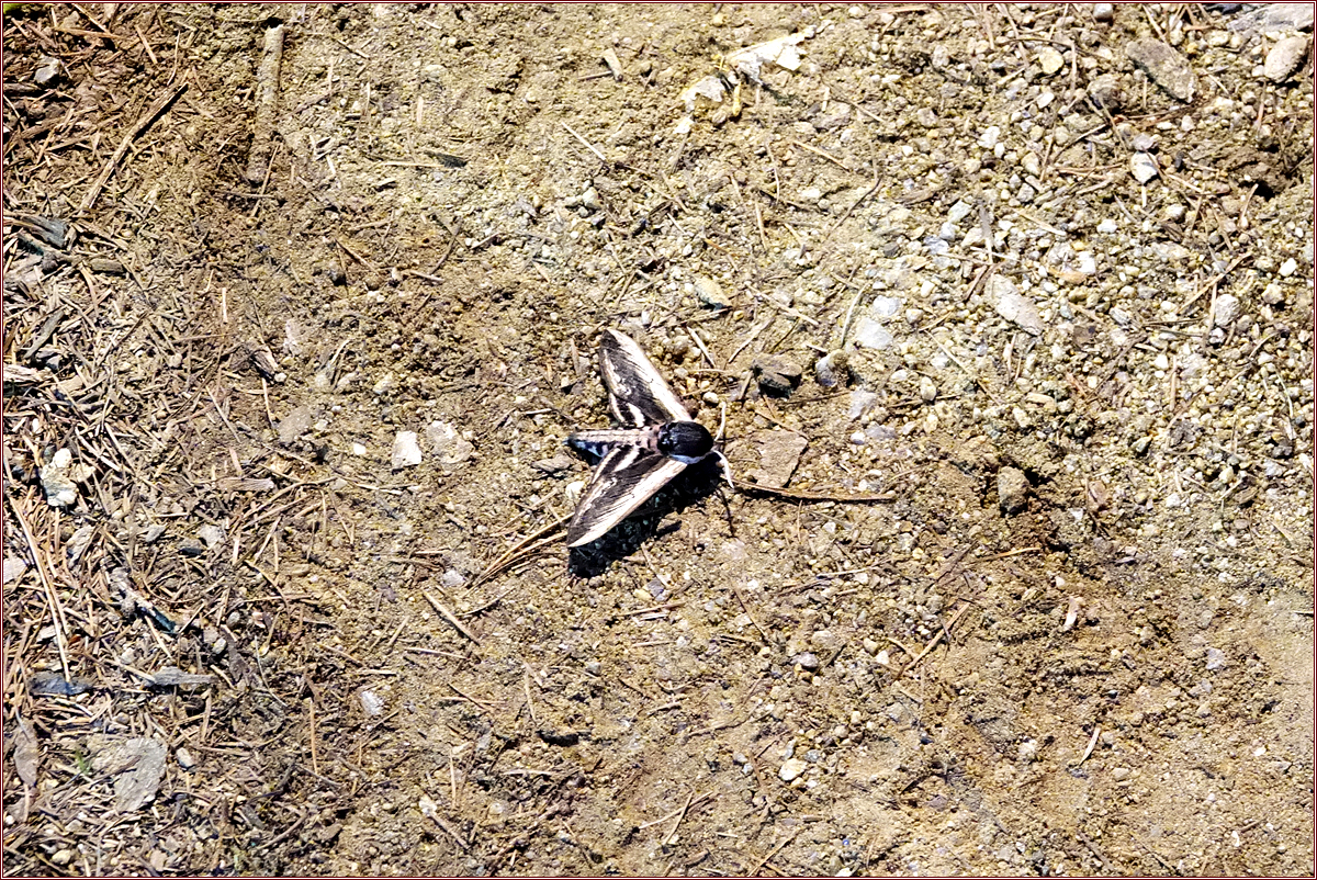 KHS01139.jpg