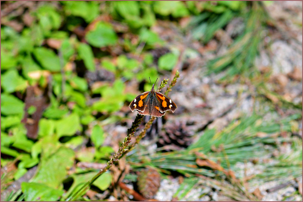 DSC_2826.jpg