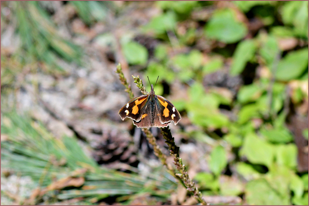 DSC_2827.jpg