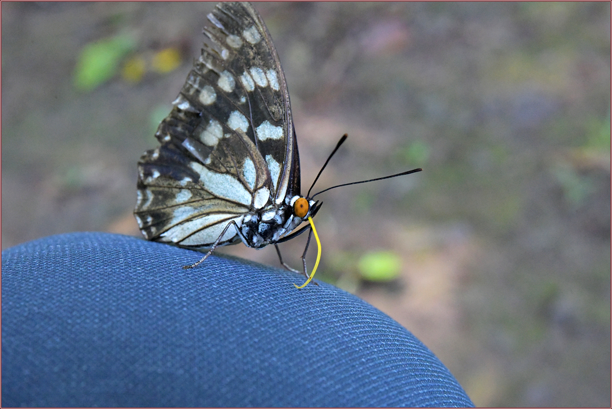 DSC_6005.jpg