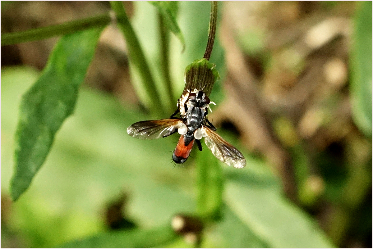 DSC00394표주박기생파리.jpg