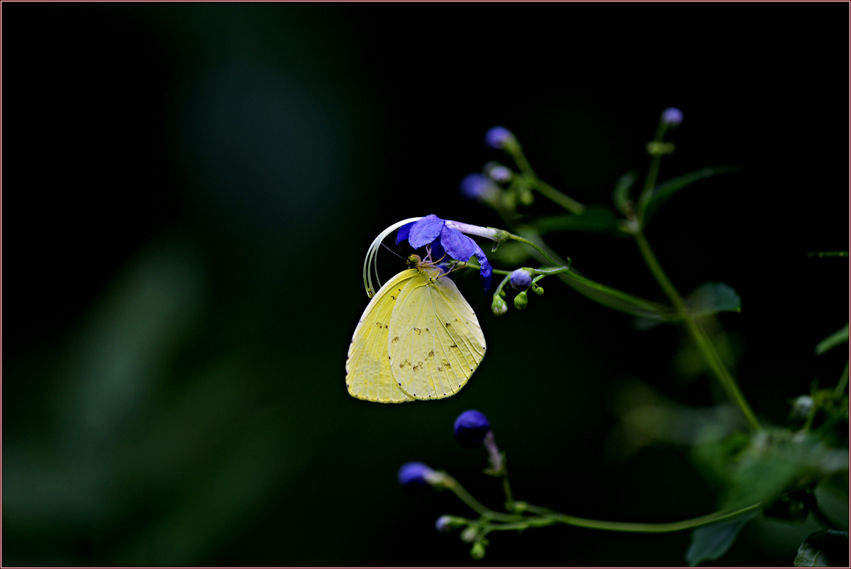 DSC_4995.jpg