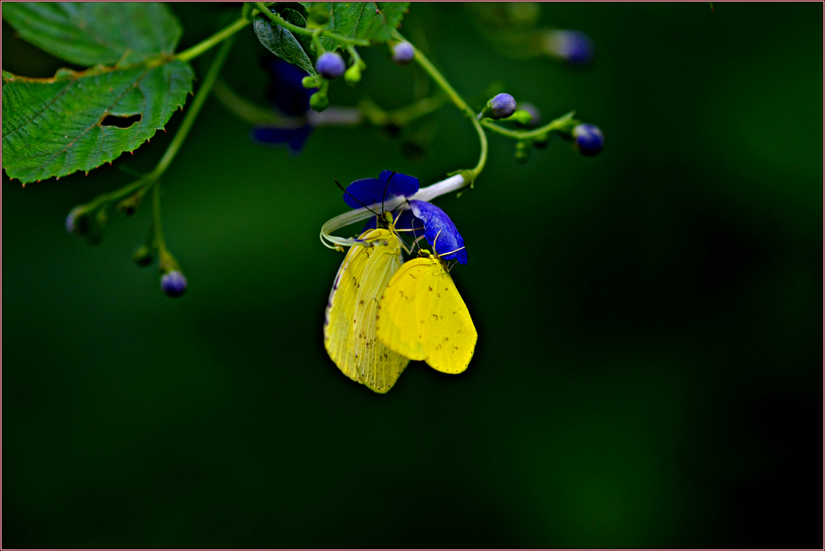 DSC_5003.jpg
