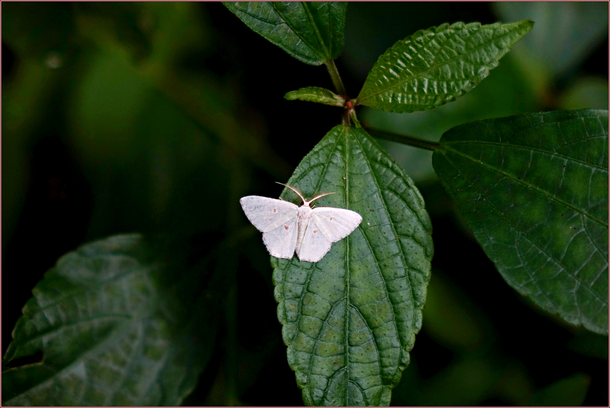 DSC06005애기네눈박이푸른자나방.jpg